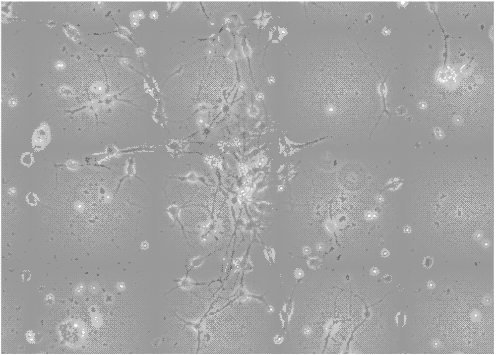 Method for separately culturing hippocampus neural stem cells and neurons