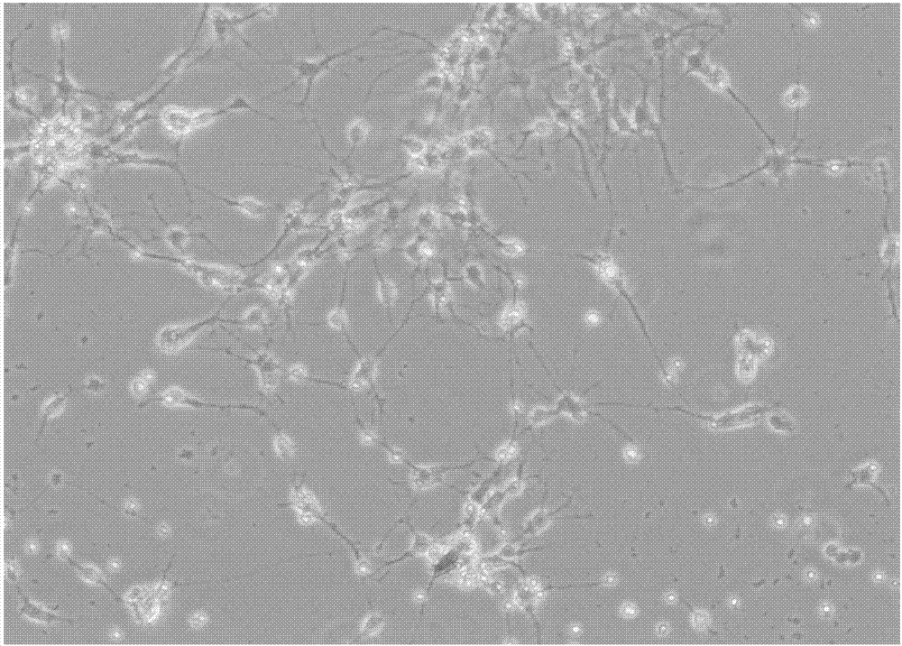 Method for separately culturing hippocampus neural stem cells and neurons