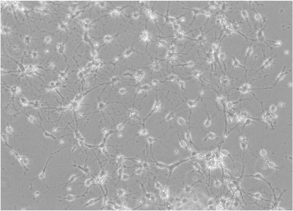 Method for separately culturing hippocampus neural stem cells and neurons