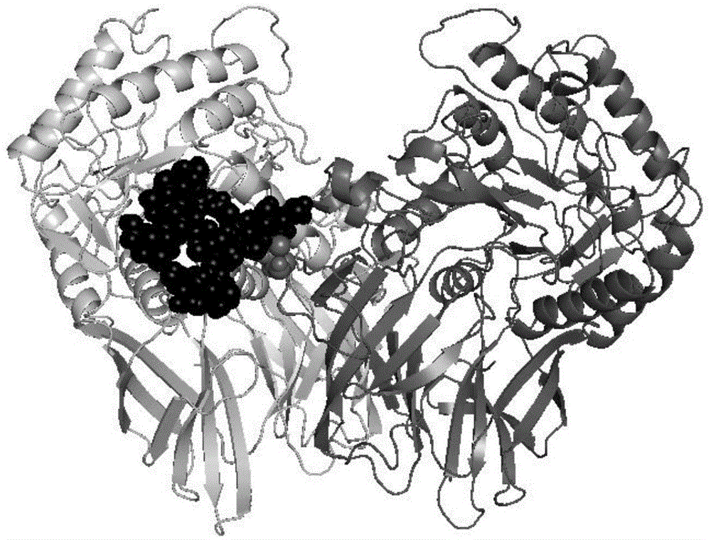 Method of improving enzymatic thermostability via artificially designed glycosylation modification