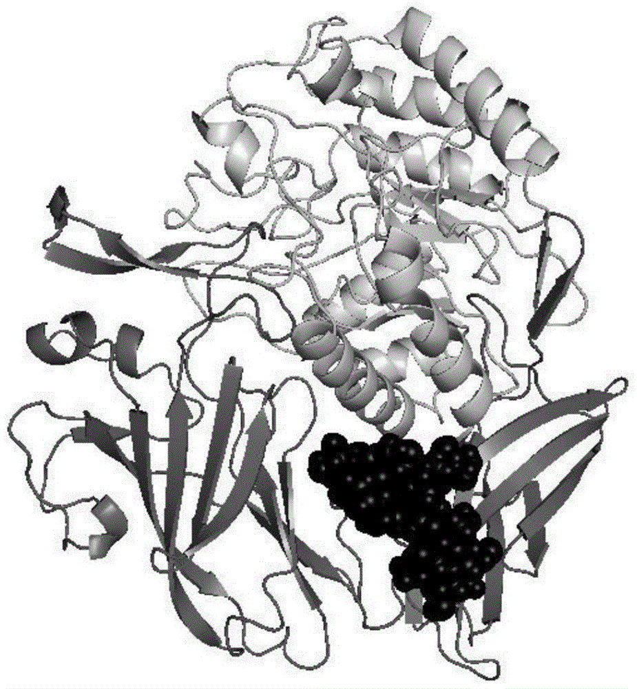 Method of improving enzymatic thermostability via artificially designed glycosylation modification