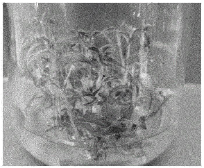 Tissue culture rapid propagation method for cerasus yunnanensis(Franch.)Yu et Li adult excellent single plant 'Guangzhou' cerasus yunnanensis