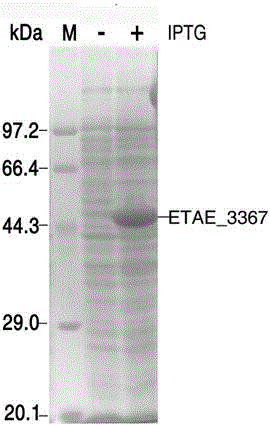 Application of glutathione reductase to binding of penicillin antibiotics