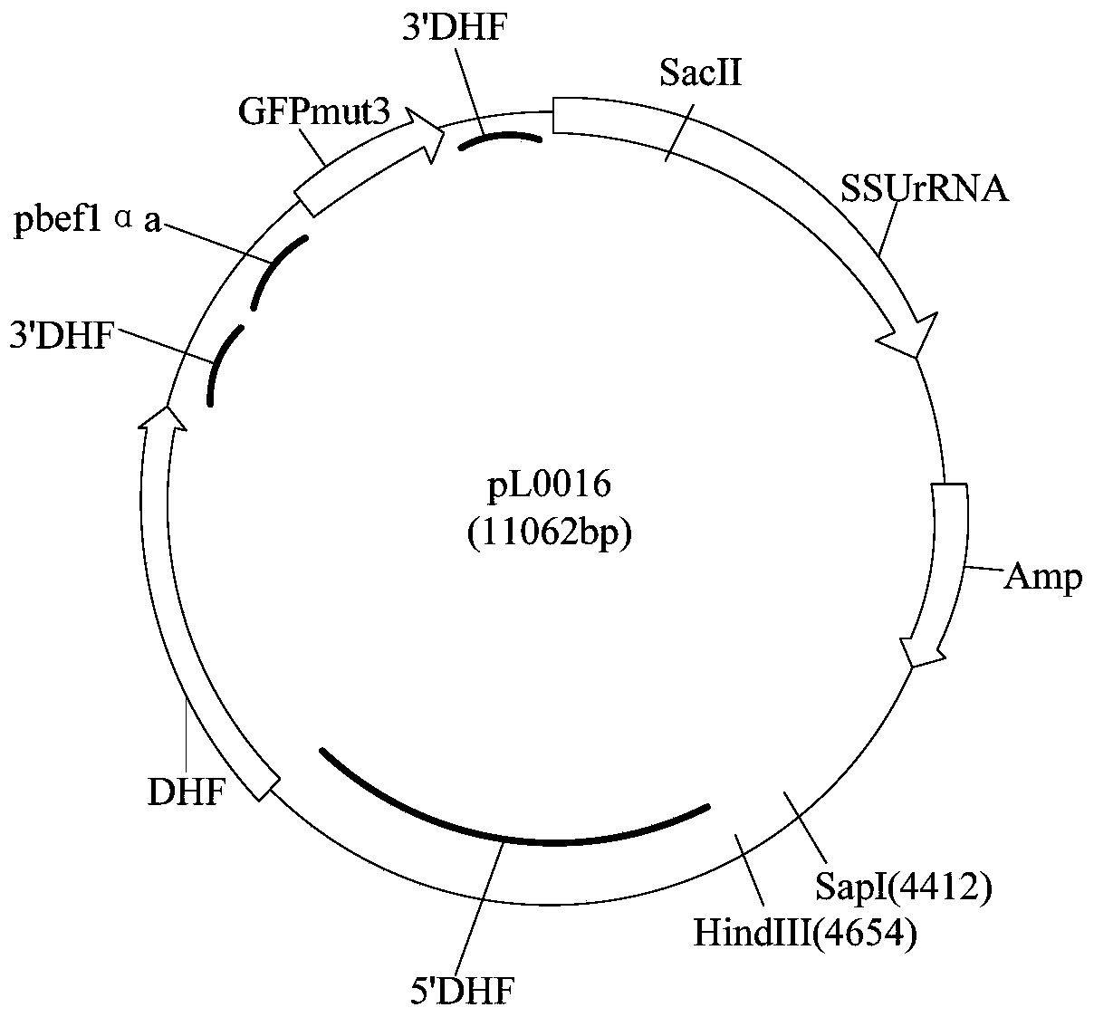 Controllable Genome Modification Plasmodium, Recombinant Expression Vector and Construction Method, Application