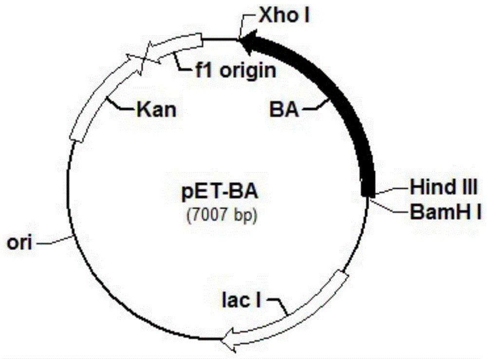 β-amylase-trehalose synthase fusion enzyme and its expression gene and application