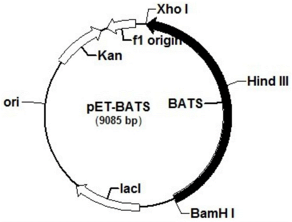 β-amylase-trehalose synthase fusion enzyme and its expression gene and application