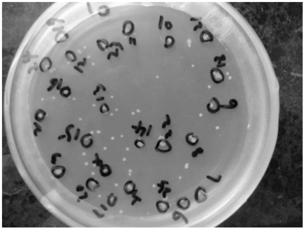 β-amylase-trehalose synthase fusion enzyme and its expression gene and application