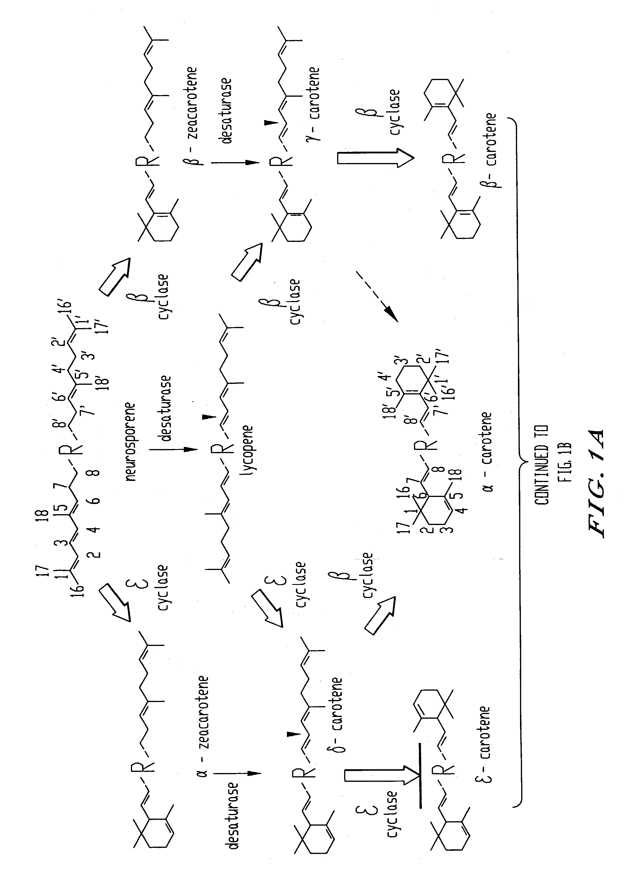 DNA encoding an epsilon, epsilon-lycopene cyclase from romaine lettuce