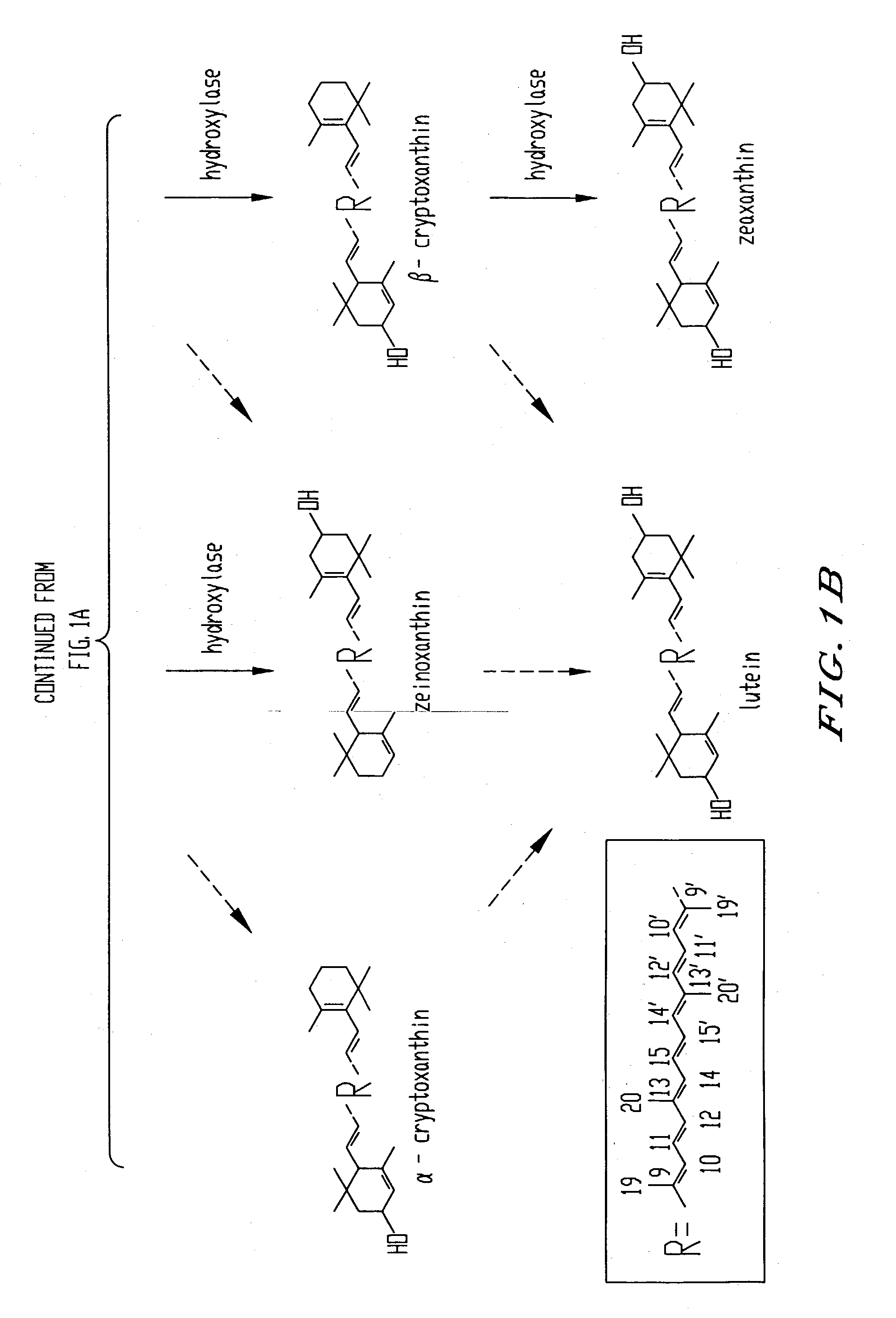 DNA encoding an epsilon, epsilon-lycopene cyclase from romaine lettuce