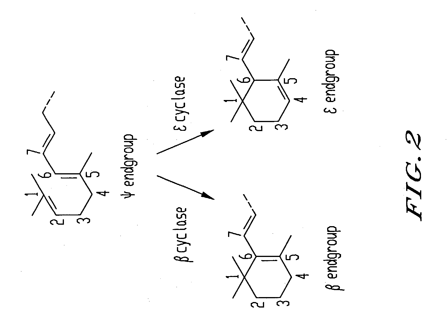 DNA encoding an epsilon, epsilon-lycopene cyclase from romaine lettuce