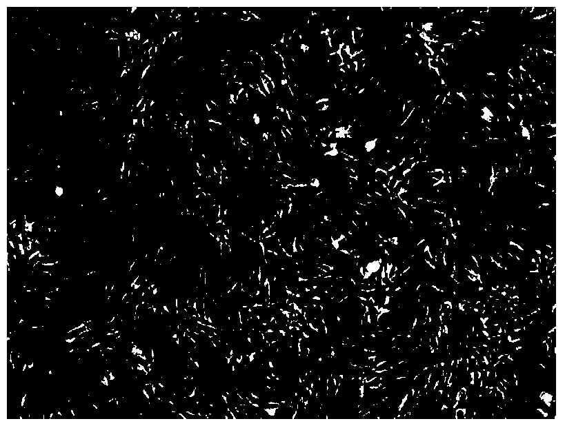 A culture medium and culture method of liver stem cells