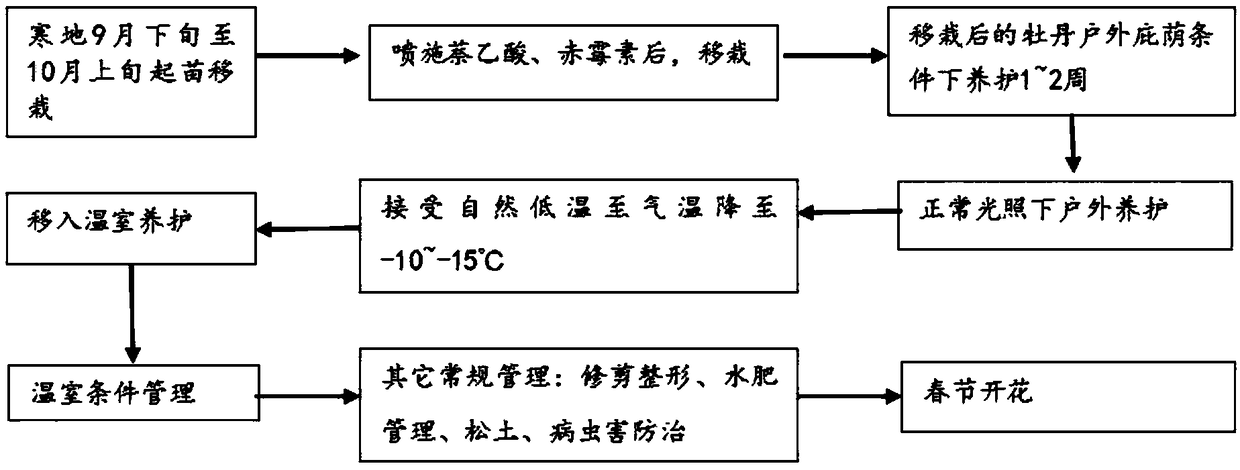 Method of promoting flowering of peony during the Spring Festival by using cold conditions