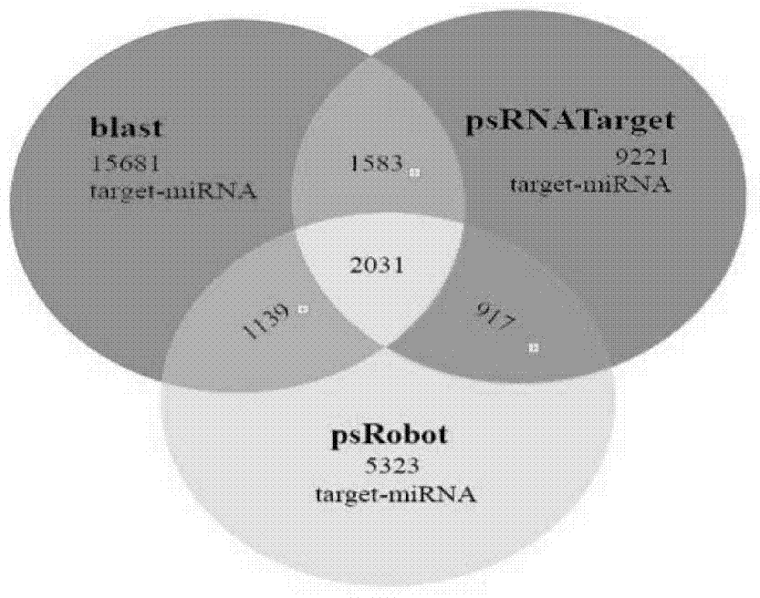 MicroRNA (micro ribonucleic acid) related to soybean phytophthora resistance