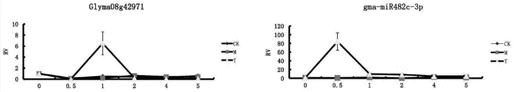 MicroRNA (micro ribonucleic acid) related to soybean phytophthora resistance