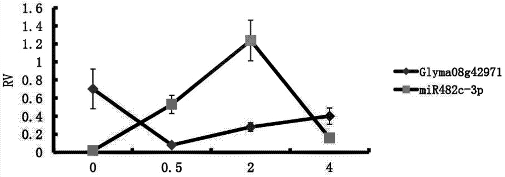 MicroRNA (micro ribonucleic acid) related to soybean phytophthora resistance