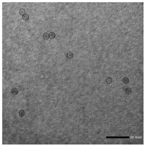 Preparation method of boron-containing carbon quantum dots and application of boron-containing carbon quantum dots in tumor diagnosis and boron neutron capture therapy drugs