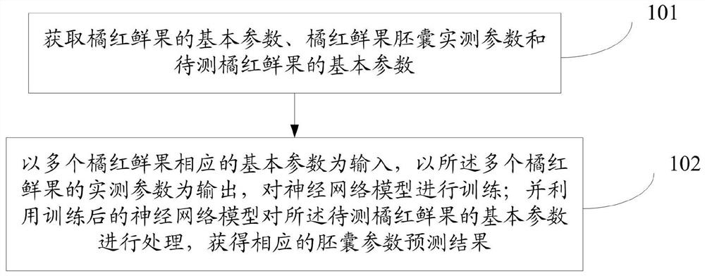 Orange fresh fruit embryo sac parameter prediction method and system