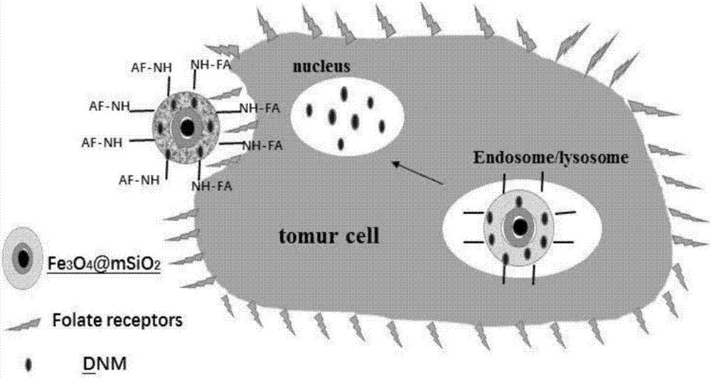 PH (potential of hydrogen) controlled-release targeted medicine nanometer delivery carrier, method for preparing same and application of pH controlled-release targeted medicine nanometer delivery carrier