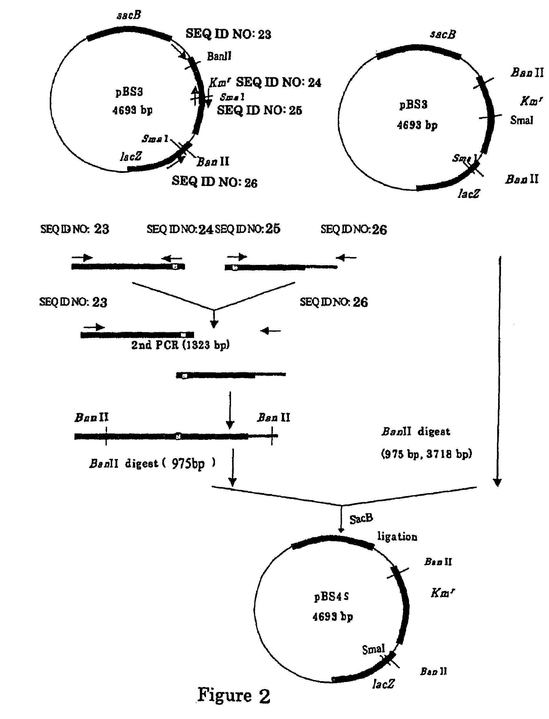 L-glutamic acid-producing microorganism and a method for producing L-glutamic acid