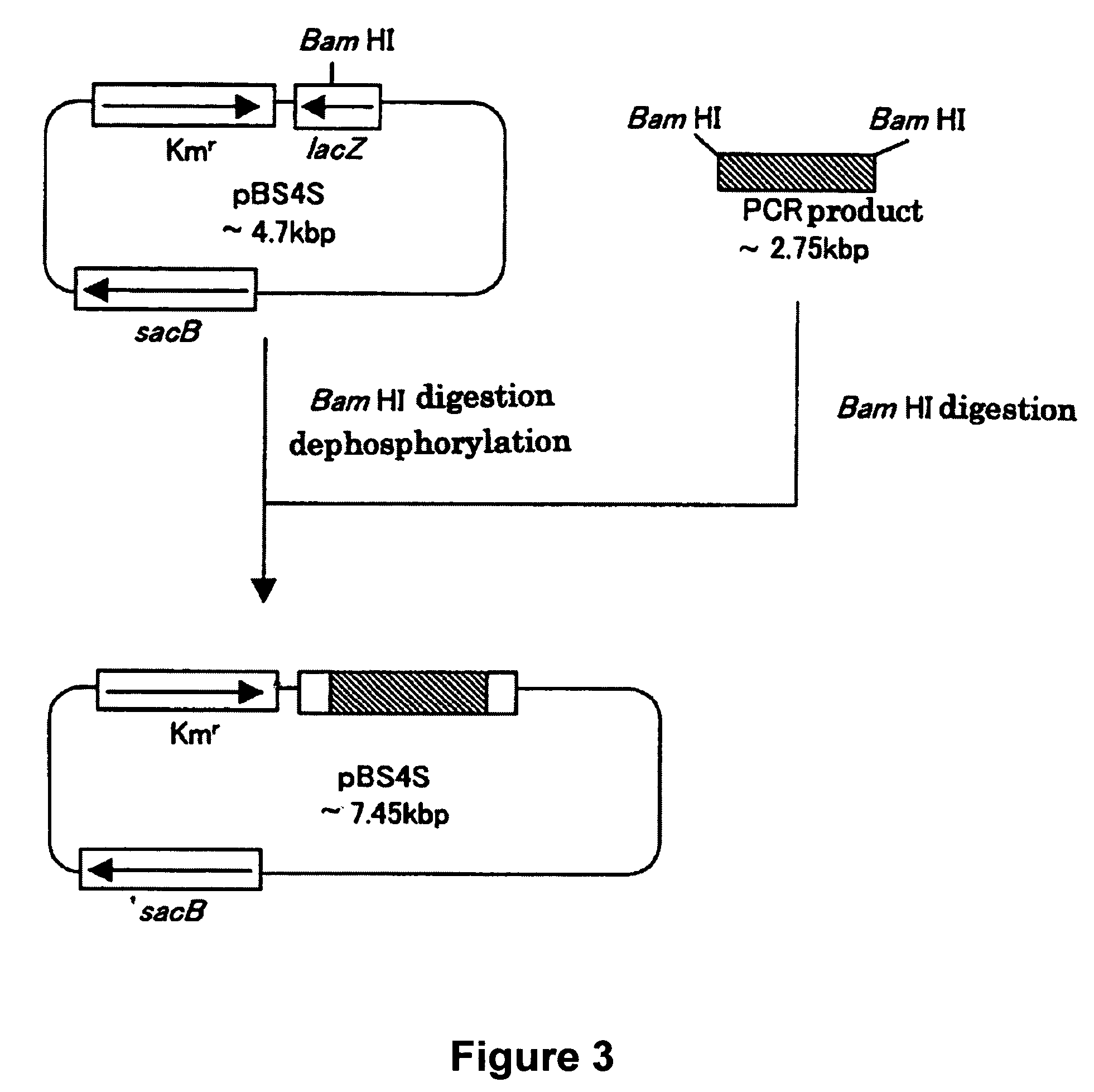 L-glutamic acid-producing microorganism and a method for producing L-glutamic acid