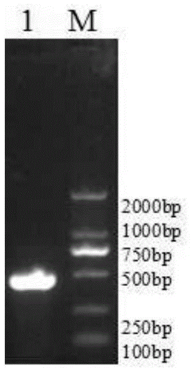 GM-CSF (Granulocyte-Macrophage Colony-Stimulating Factor) and MART-1 (Melanoma Antigen Recognized By T-Cells 1) dual-gene co-expression recombinant vector and preparation method and application thereof