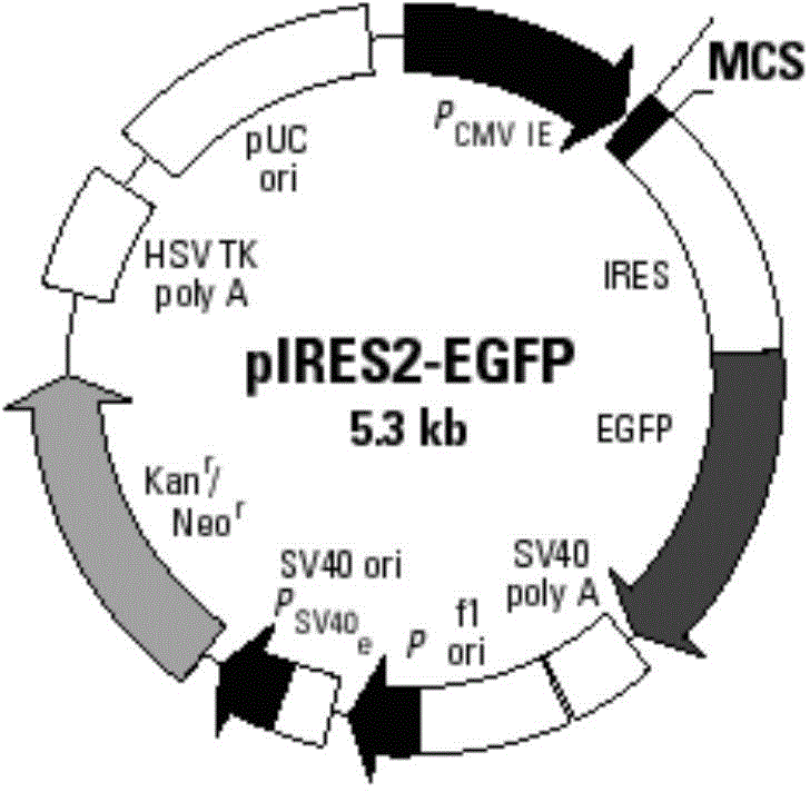 GM-CSF (Granulocyte-Macrophage Colony-Stimulating Factor) and MART-1 (Melanoma Antigen Recognized By T-Cells 1) dual-gene co-expression recombinant vector and preparation method and application thereof