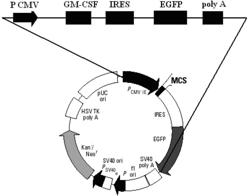 GM-CSF (Granulocyte-Macrophage Colony-Stimulating Factor) and MART-1 (Melanoma Antigen Recognized By T-Cells 1) dual-gene co-expression recombinant vector and preparation method and application thereof