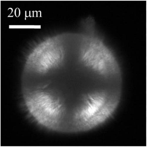 Porous silicon dioxide microspheres as well as preparation method and application thereof