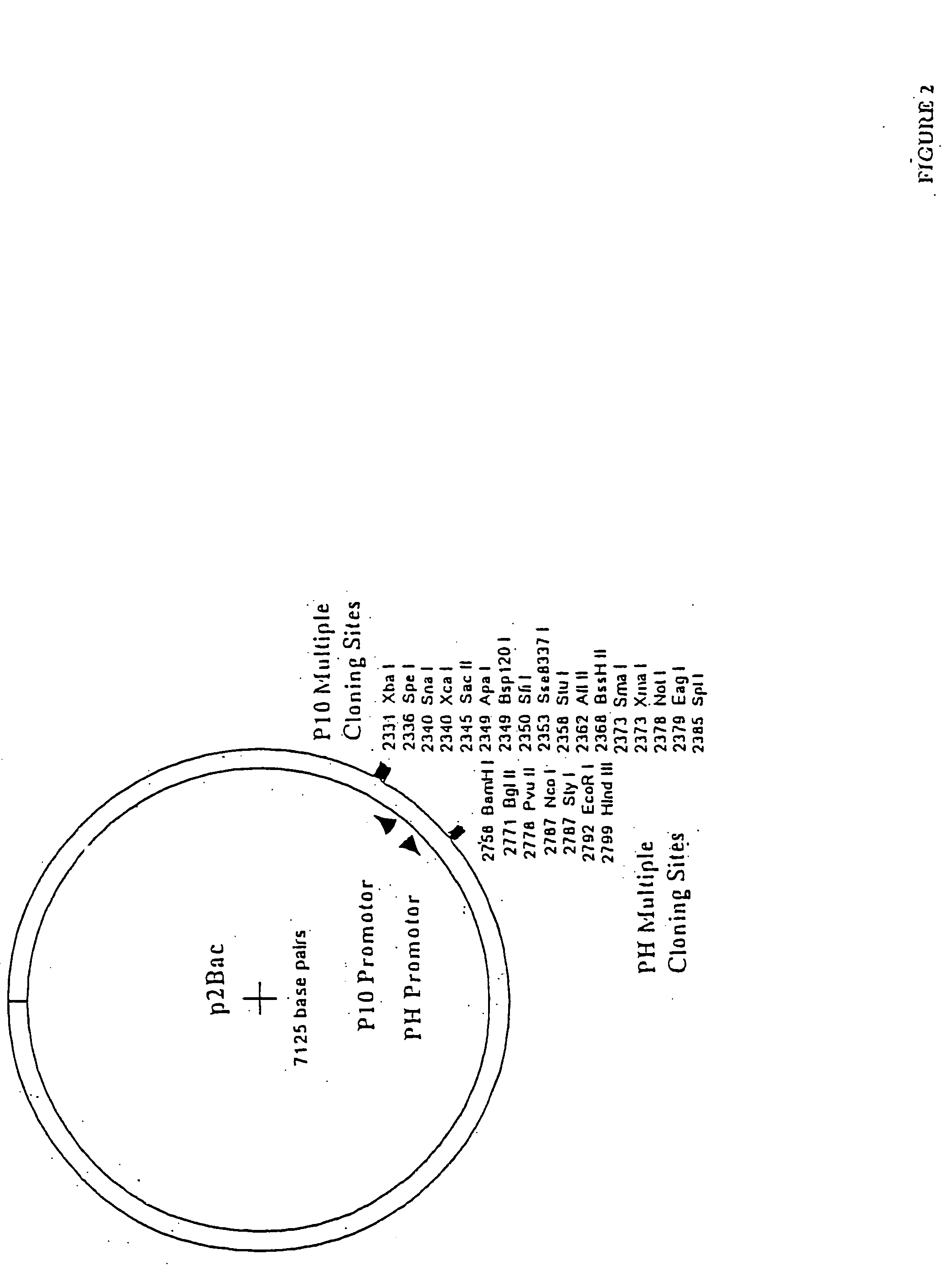 Method and composition for altering a B cell mediated pathology