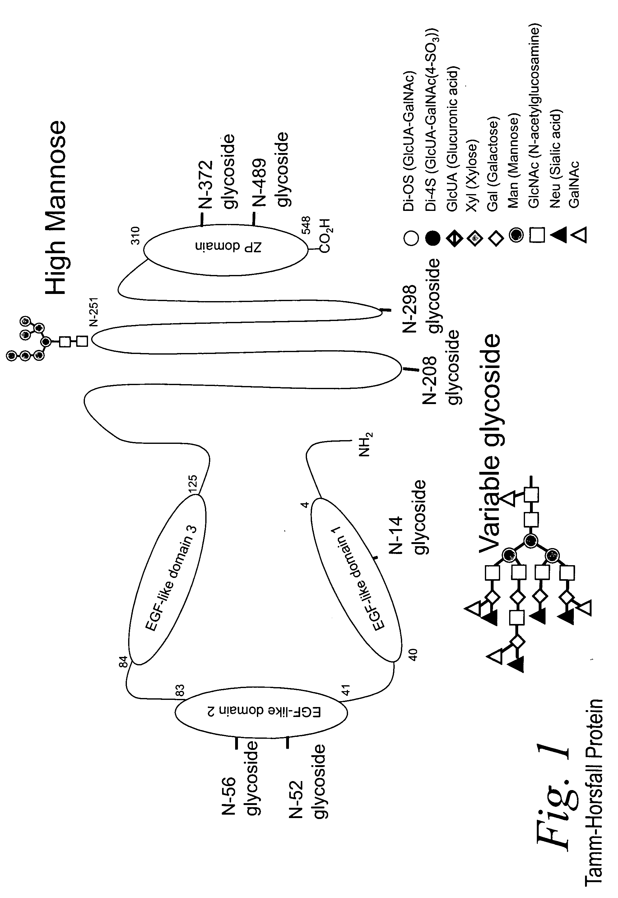 Bacterial test method by glycated label binding