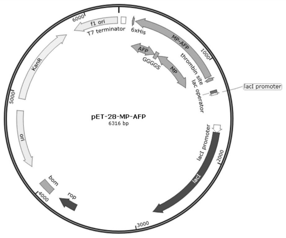 A diblock fusion protein with dual functions of adhesion and antifreeze, its synthesis method and application