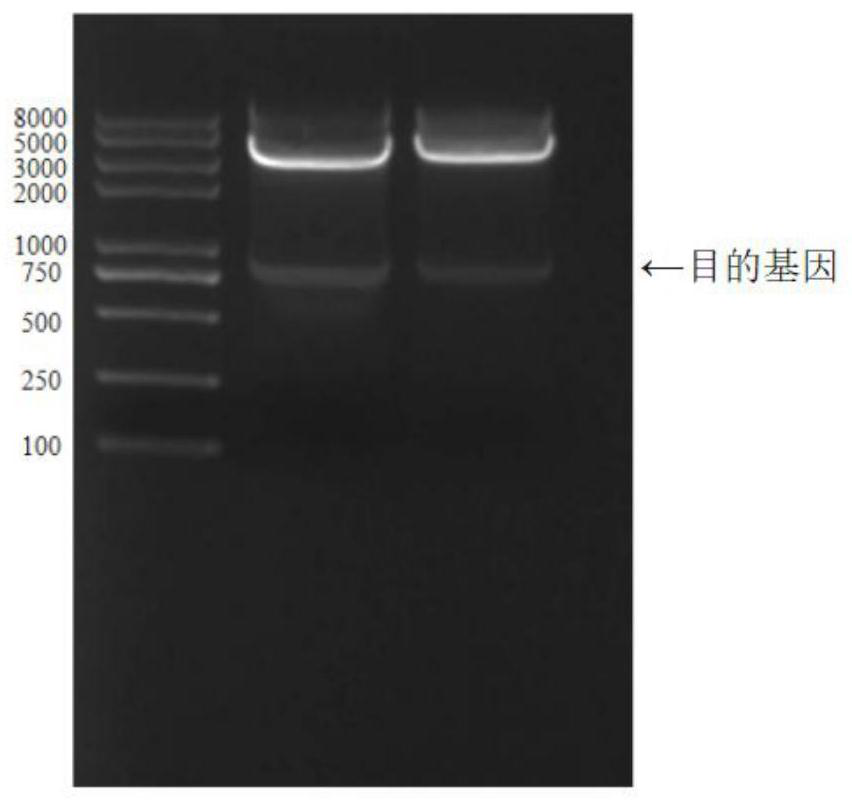 A diblock fusion protein with dual functions of adhesion and antifreeze, its synthesis method and application