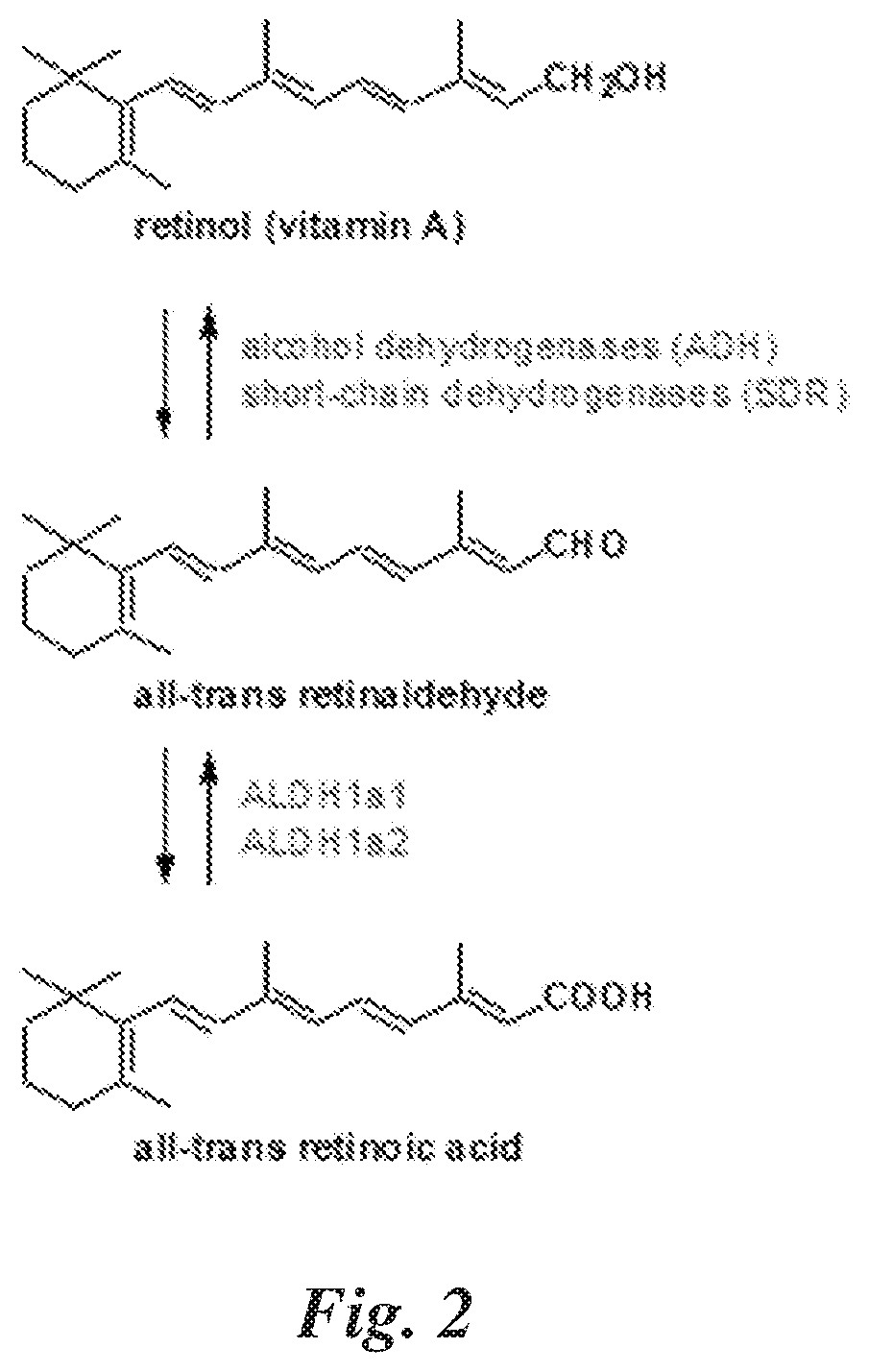 Inhibitor compounds for male contraception