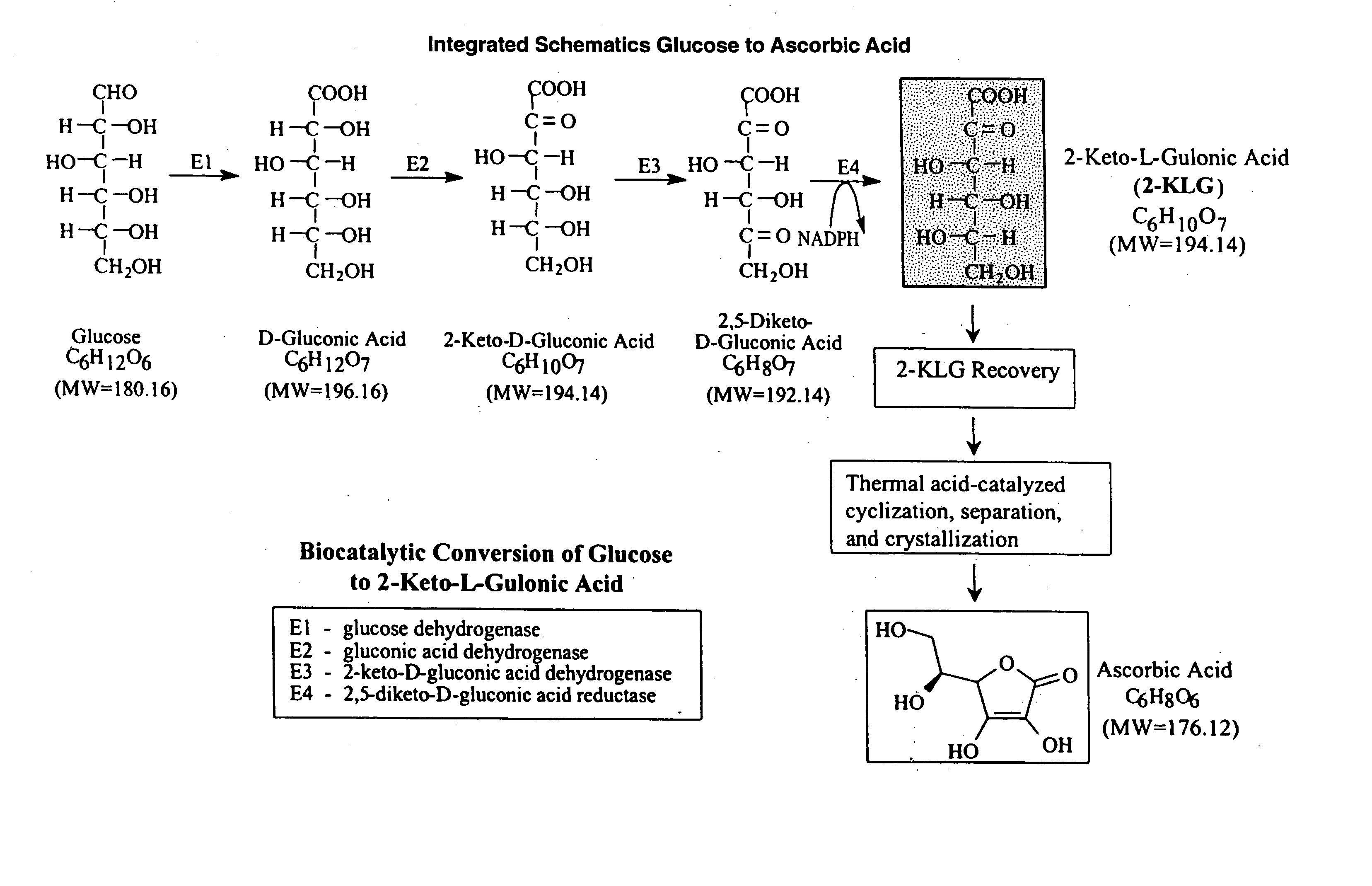 Enhanced 2-Keto-L-Gulonic acid production