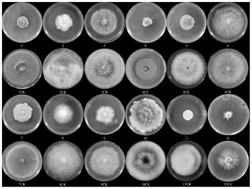 Trichoderma virens with functions of preventing diseases and promoting growth and application of trichoderma virens