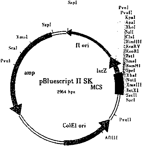 Recombinant target fusion protein GnRH-TNFam and its antitumor use