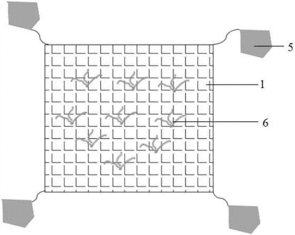 Method for quickly culturing and transplanting submerged plants