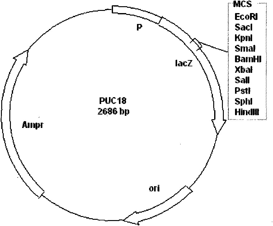 Method for improving content of protein and combined lysine in wheat seeds