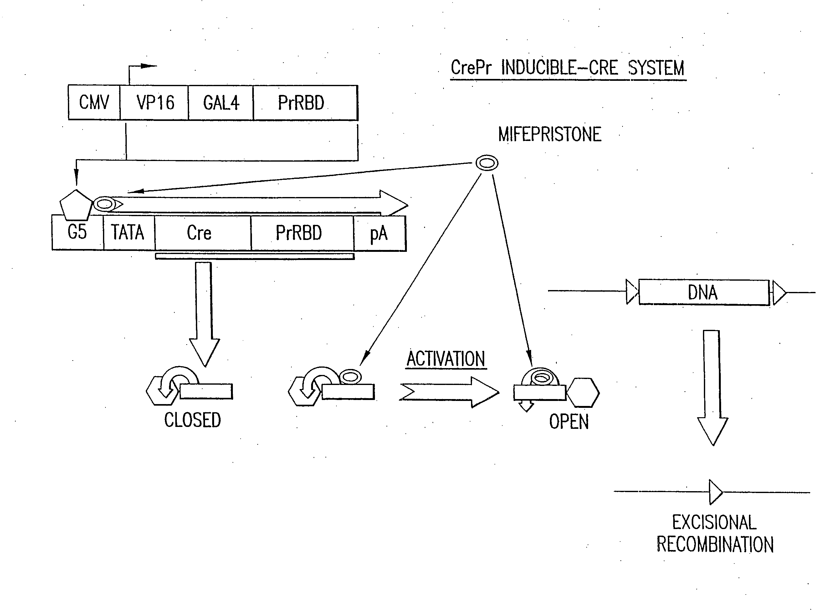 Vectors having both isoforms of beta-hexosaminidase and uses of the same