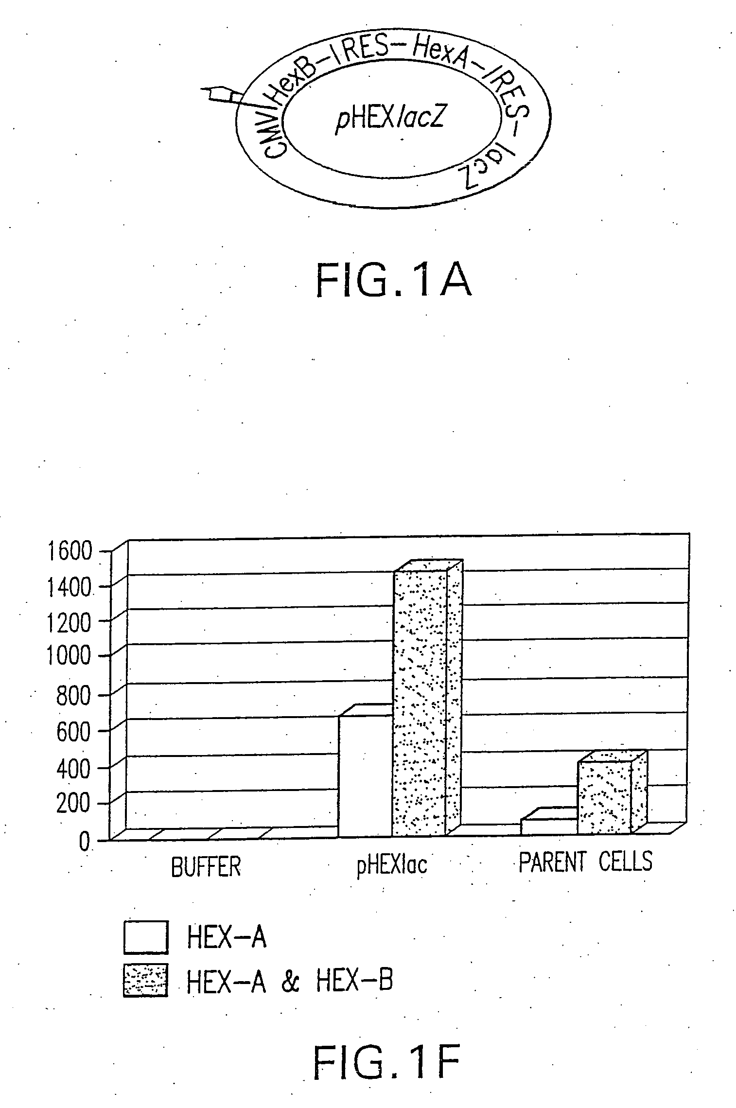 Vectors having both isoforms of beta-hexosaminidase and uses of the same