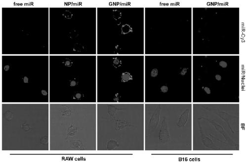 A kind of composite nanoparticle loaded with miRNA and its preparation method and application