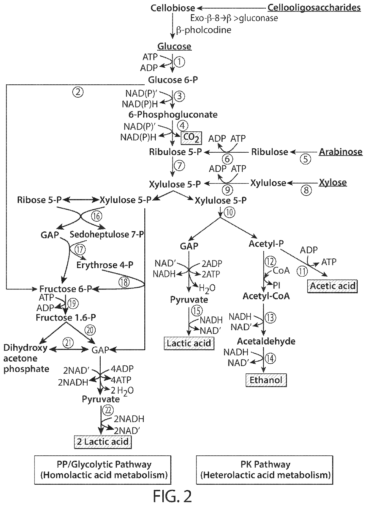 Processing biomass to obtain hydroxylcarboxylic acids