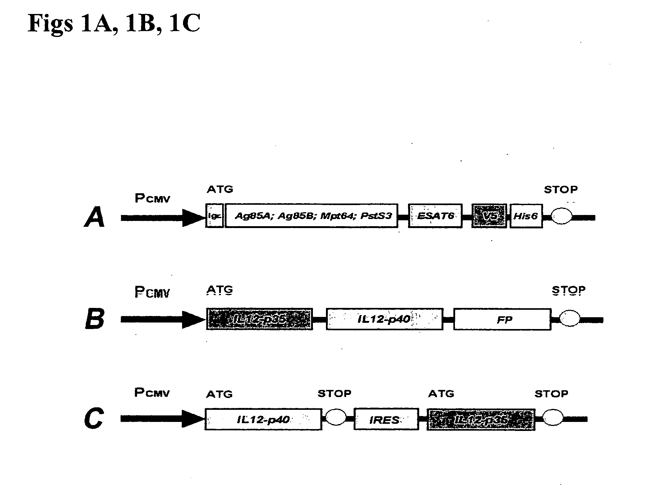 DNA cancer vaccines