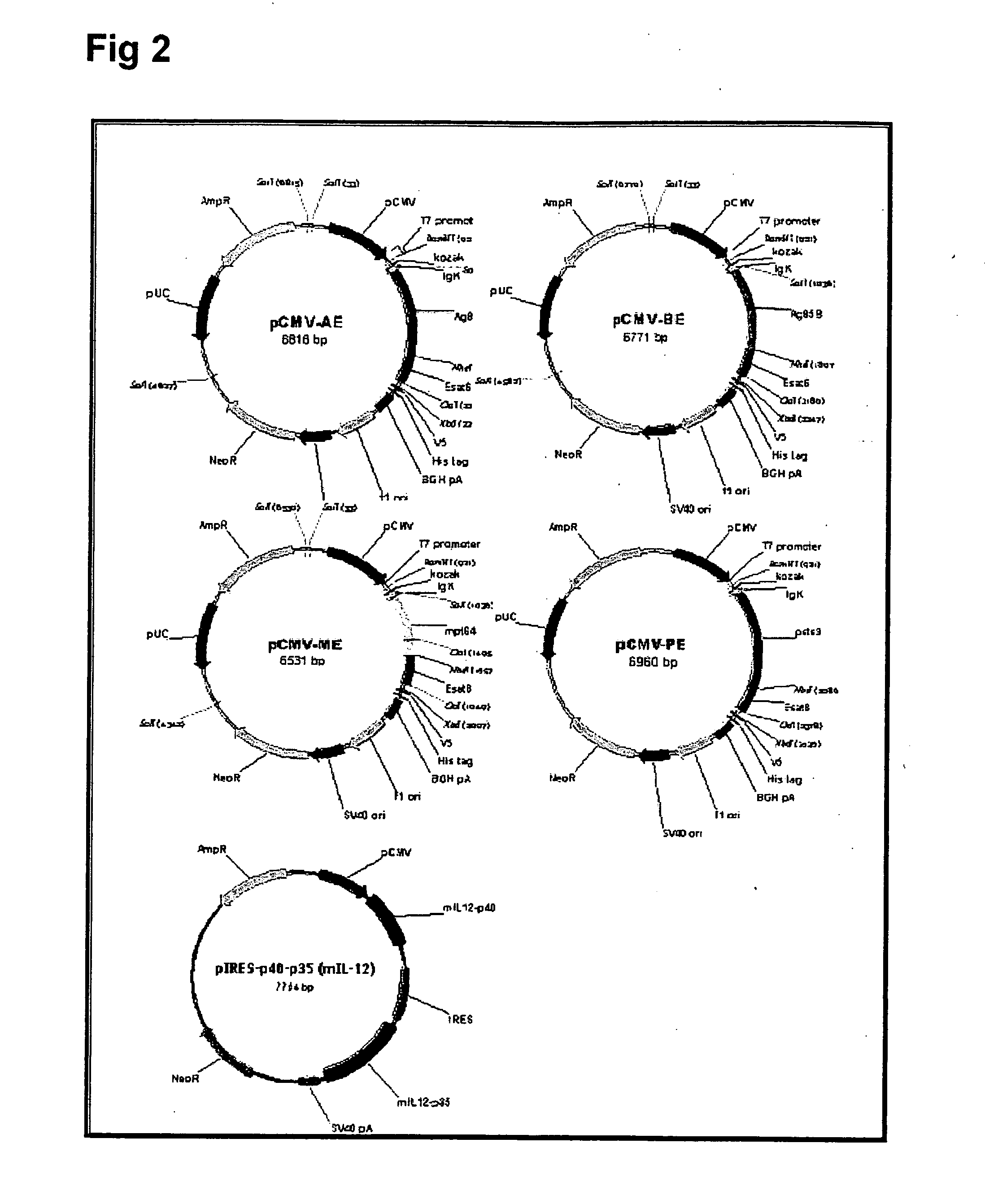 DNA cancer vaccines