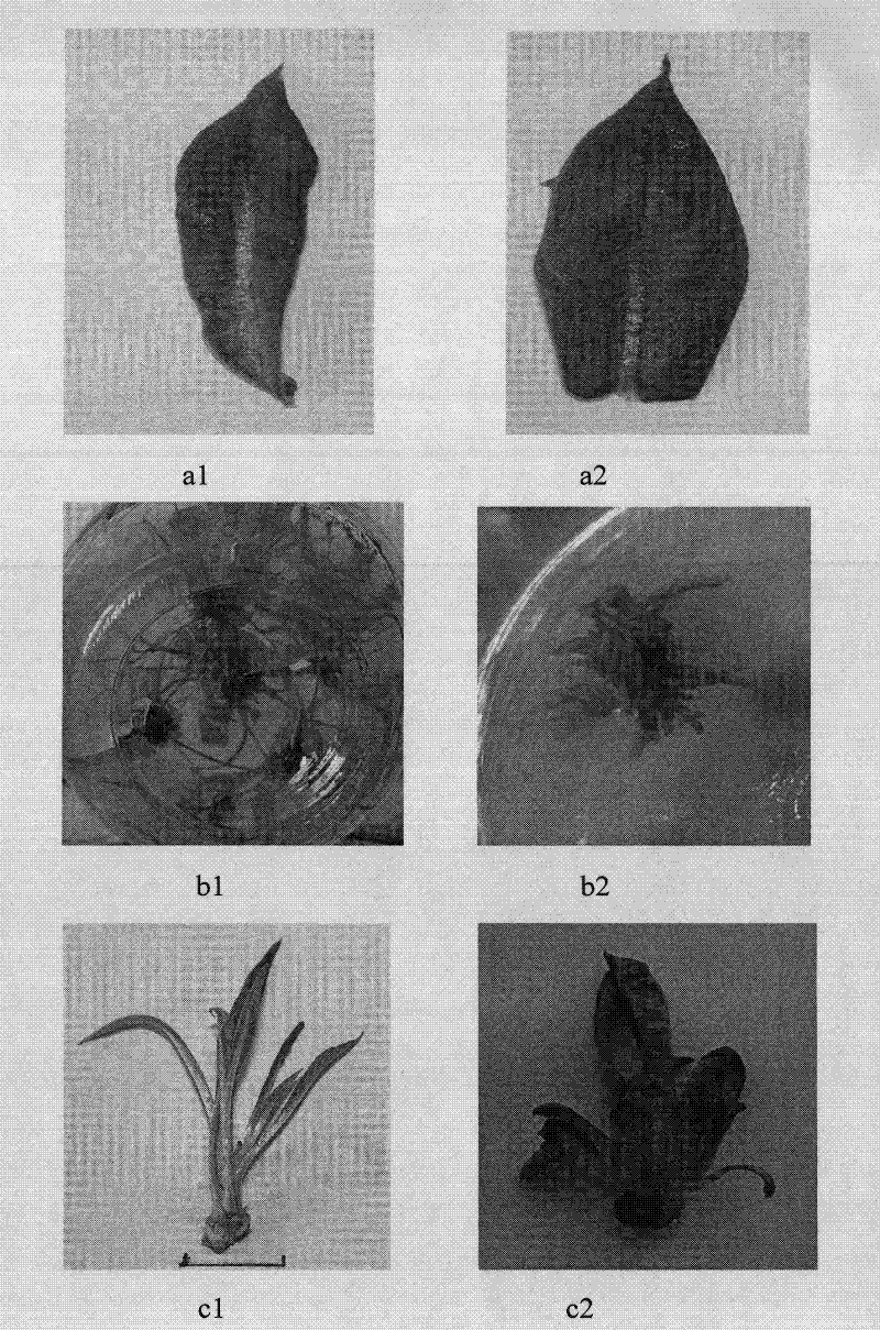 Method for breeding autotetraploid saussurea involucrata plant