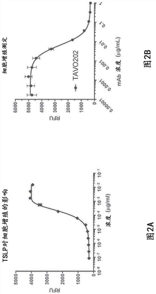 Agents that interfere with thymic stromal lymphopoietin (TSLP) receptor signaling