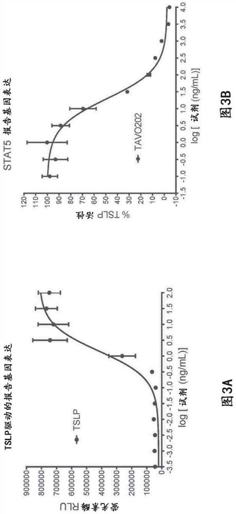 Agents that interfere with thymic stromal lymphopoietin (TSLP) receptor signaling