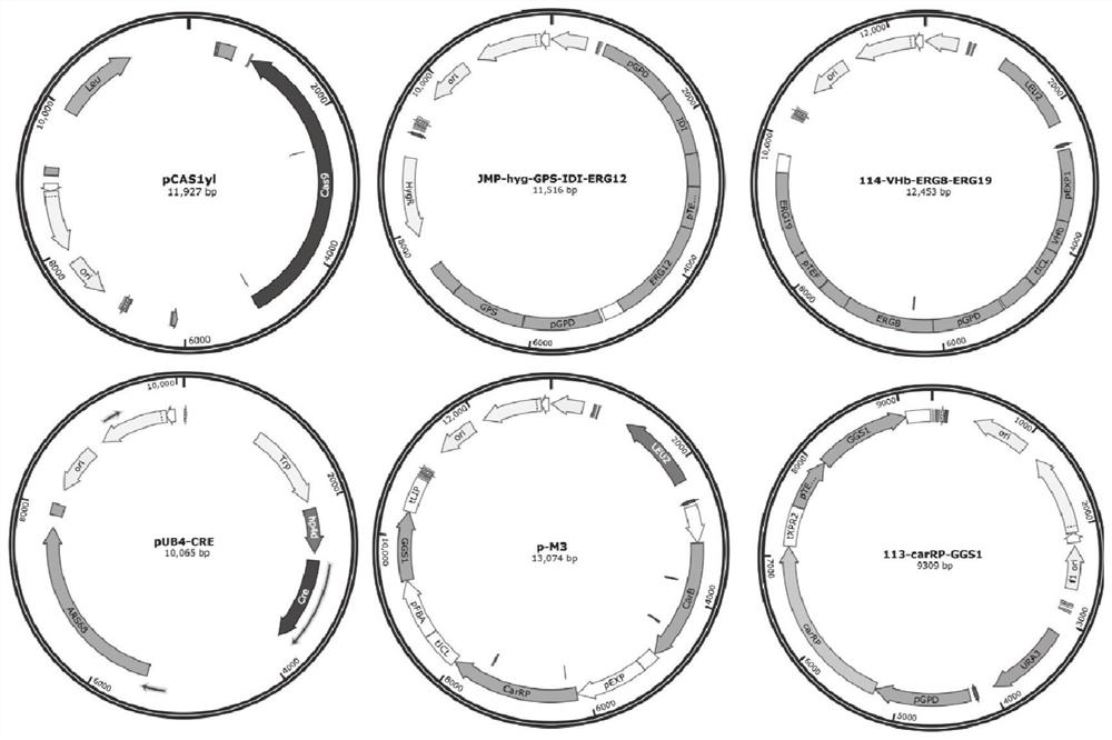 Yarrowia lipolytica with high yield of [beta]-carotene and application thereof