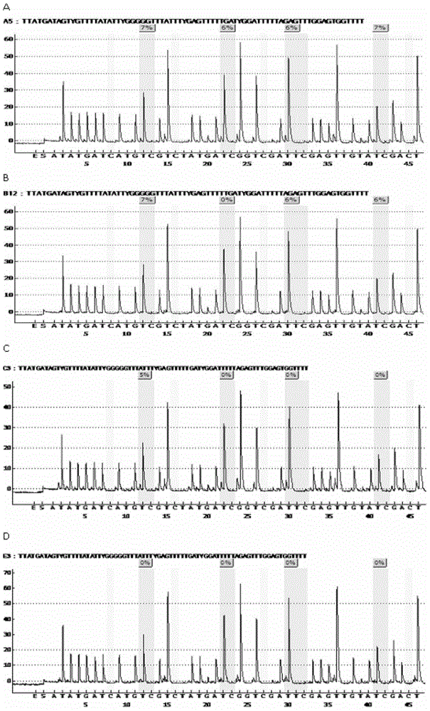 Molecular marker for detecting DNA methylation of cow mastitis resistance