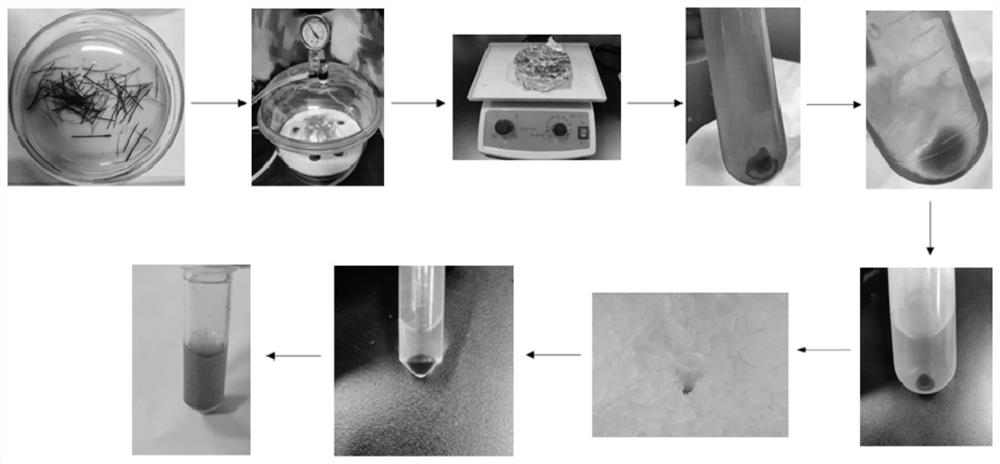 Method for preparing bermuda grass protoplast by efficient separation